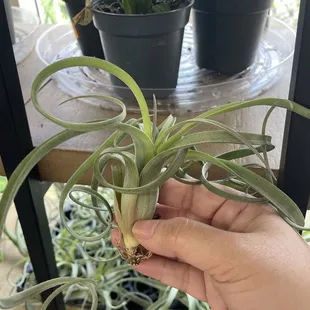 Air plant for $4.99