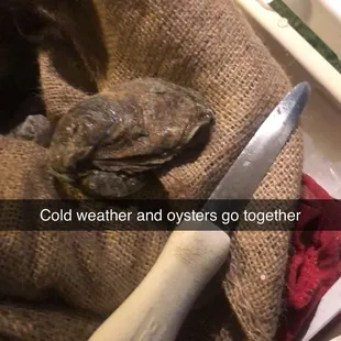 cold weather and oysters go together