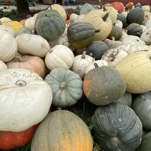 Sooooooo many styles of Pumpkins to choose from!