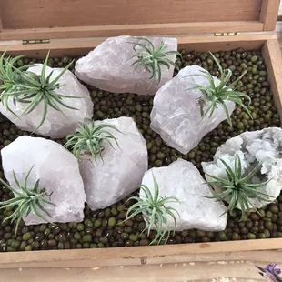 Came for a baby gift but found these rose quartz air plants, which is a cool addition