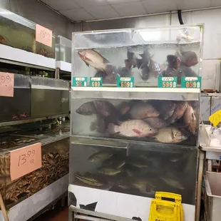 Fresh fish and crabs!