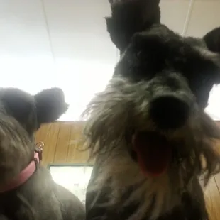 Annie and Whiskey getting their check up