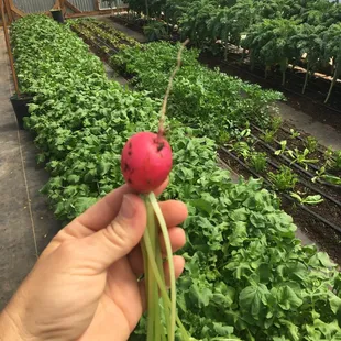 Radishes offered during the cooler months