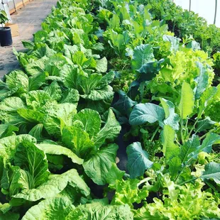 rows of lettuce growing in a greenhouse