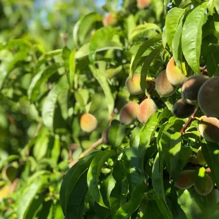 Spring 2020 - The 2020 season information can be found on our website.