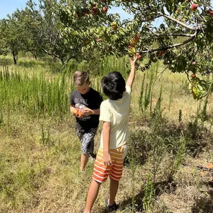 two children picking apples from a tree