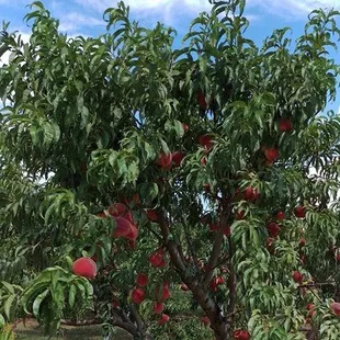 Summer 2017 - Peach Trees