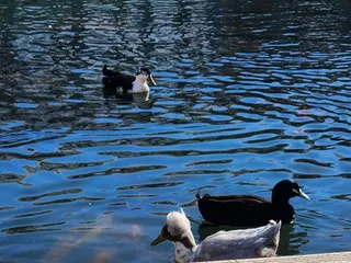 Myriad Botanical Gardens