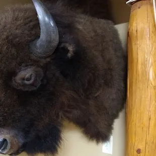 Buffalo head