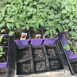 a variety of tomato plants