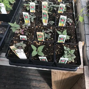 seedlings in trays