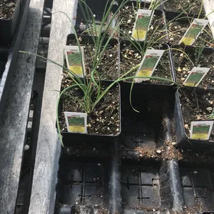 seedlings in plastic trays