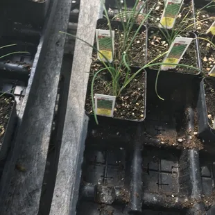 seedlings in trays