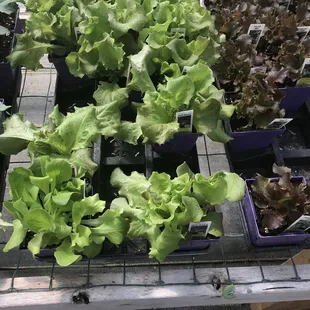lettuce growing in containers