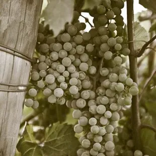 Grapes on the vine