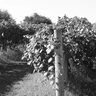 Grapes