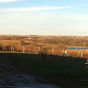 a view of the vineyard from the road
