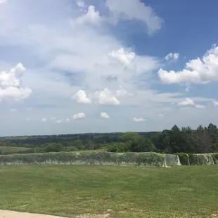 a view of the vineyard from the patio