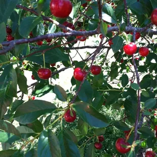 Cherry trees grown on site