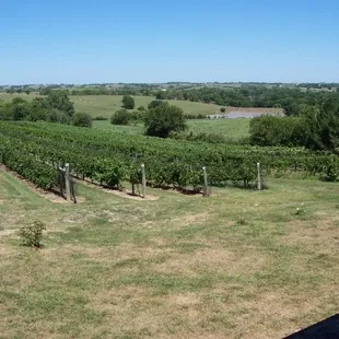 Vineyard