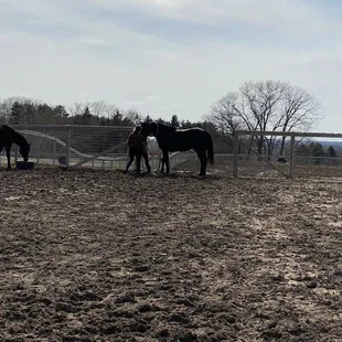 Peyton getting Boomer from the pasture