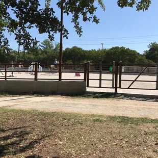 Sunday afternoon riding lessons with Sam!