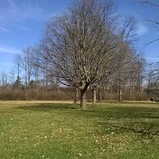 open space with shade trees