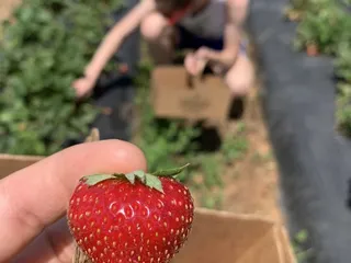 Lineberger's Maple Springs Strawberries