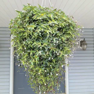 a hanging basket of flowers