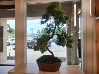 Bonsai Tree For Me