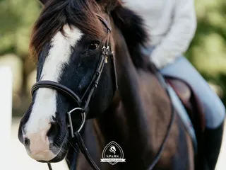 Spark Equestrian Academy