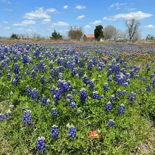 2022 Bluebonnet field