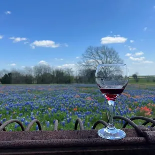 wine glass sitting on old hay rake in a field of bluebonnets