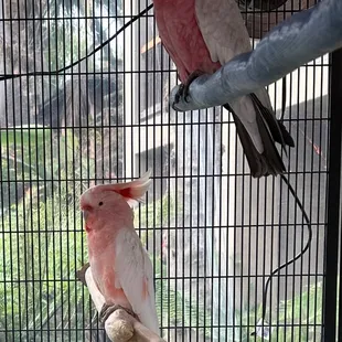 Pretty in Pink part 2