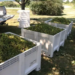a row of crates filled with grapes