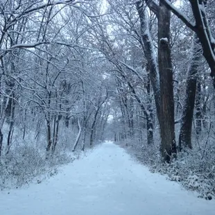 a snowy path through a wooded area