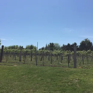 rows of grape plants in a vineyard