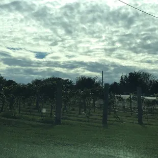 Keep our local vineyards!