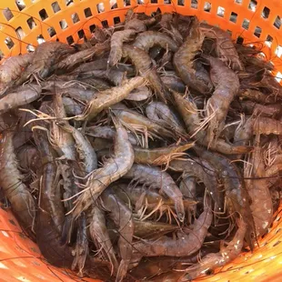 Wine Island Seafood