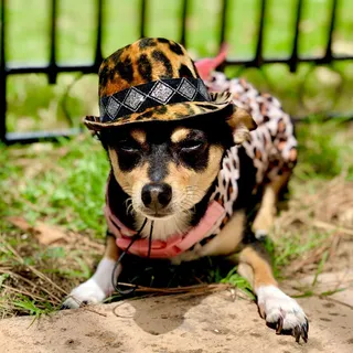 Lulu H.