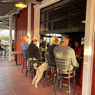 a dog sitting at the bar
