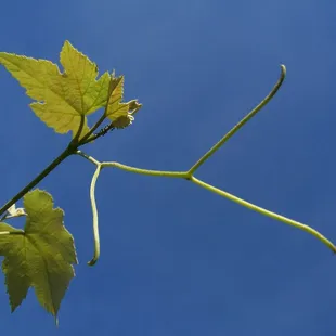 Reaching for the sky!