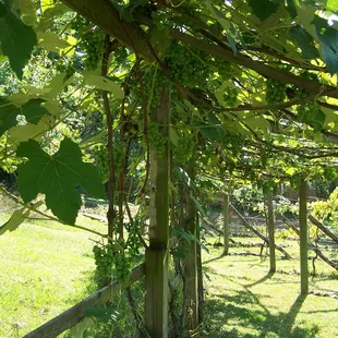 Grape Arbor