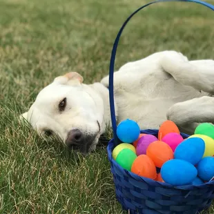 At our annual Pooch Egg Hunt