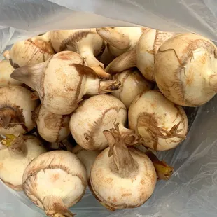 Close up of the Arrow Root