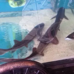 Cool fish