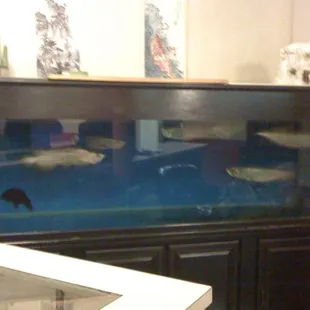 The restaurant has a fish tank!