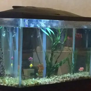 a fish tank