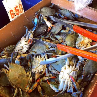 Blue Crabs