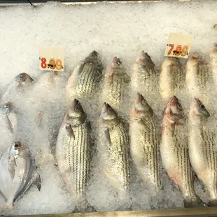 Striped Bass and Silver Pompano